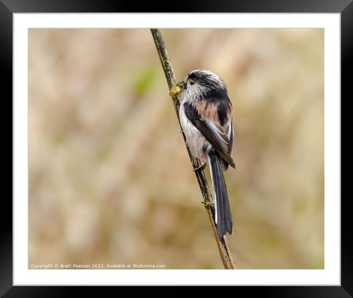 Long tailed tit Framed Mounted Print by Brett Pearson