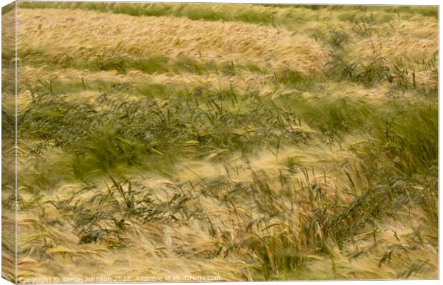 wind blown cornfield Canvas Print by Simon Johnson
