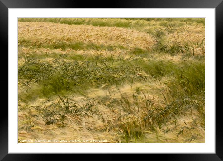 wind blown cornfield Framed Mounted Print by Simon Johnson