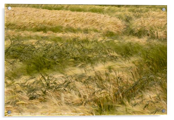 wind blown cornfield Acrylic by Simon Johnson