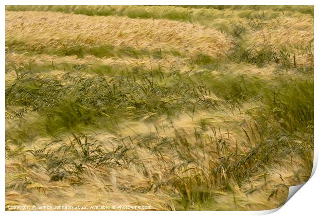wind blown cornfield Print by Simon Johnson