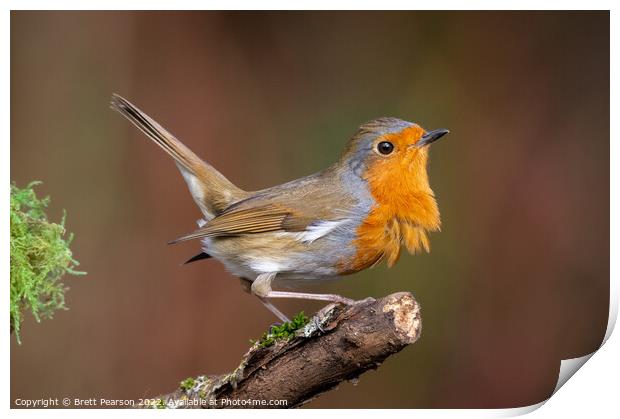 Robin Print by Brett Pearson