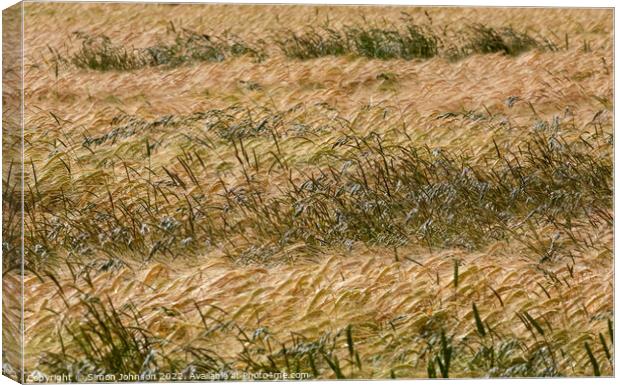 Wind blown cornfield Canvas Print by Simon Johnson