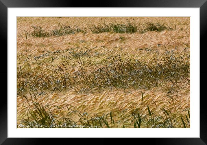 Wind blown cornfield Framed Mounted Print by Simon Johnson