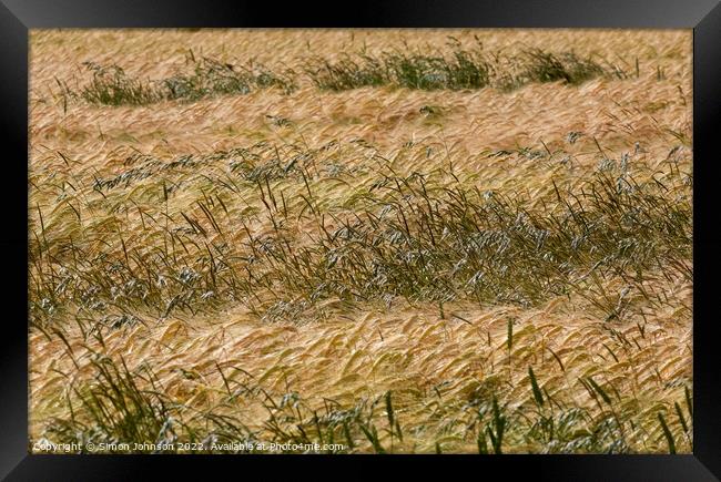 Wind blown cornfield Framed Print by Simon Johnson