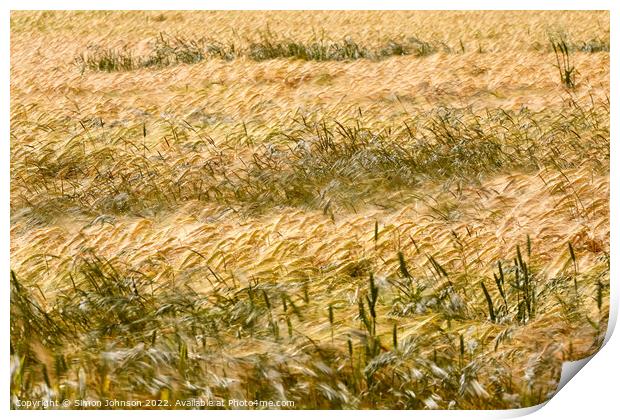 Corn field Print by Simon Johnson