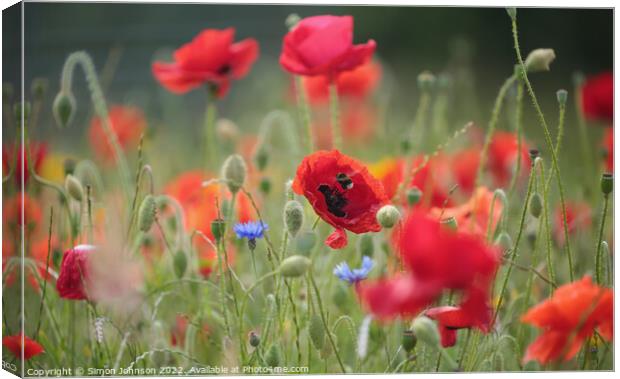 Poppy flower and bee  Canvas Print by Simon Johnson