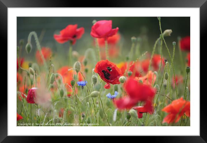 Poppy flower and bee  Framed Mounted Print by Simon Johnson