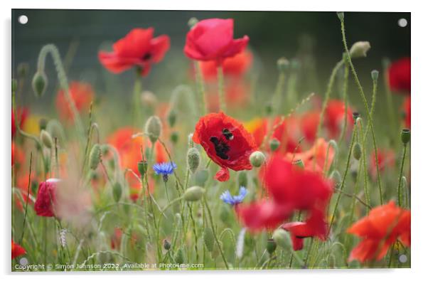 Poppy flower and bee  Acrylic by Simon Johnson