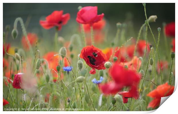 Poppy flower and bee  Print by Simon Johnson
