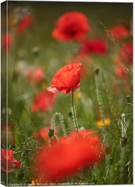 Poppy Flower Canvas Print by Simon Johnson