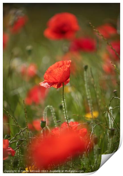 Poppy Flower Print by Simon Johnson