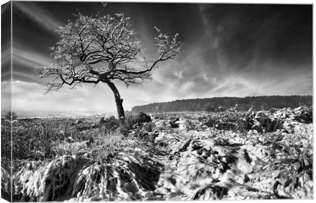 Lone Tree at Lawrence Field  Canvas Print by Darren Galpin