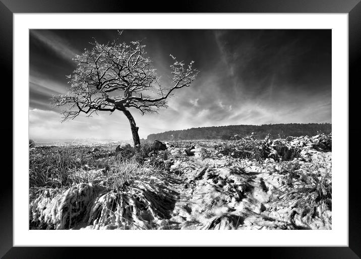 Lone Tree at Lawrence Field  Framed Mounted Print by Darren Galpin