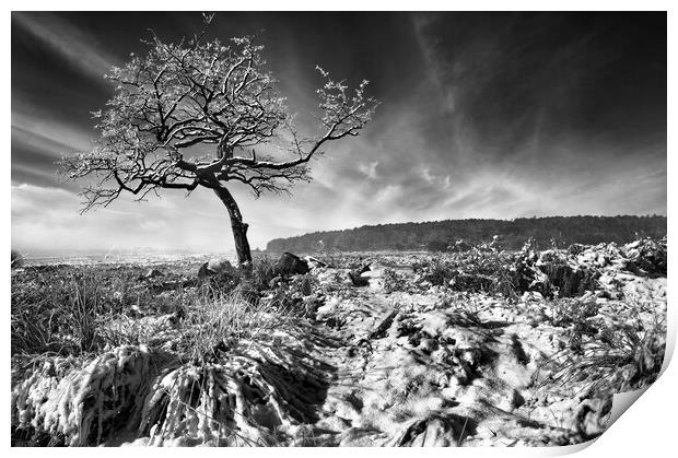 Lone Tree at Lawrence Field  Print by Darren Galpin