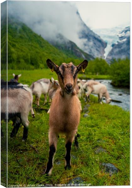 Say Goats Cheese! | Briksdalsbreen Glacier | Stryn | Olden | Norway Canvas Print by Adam Cooke