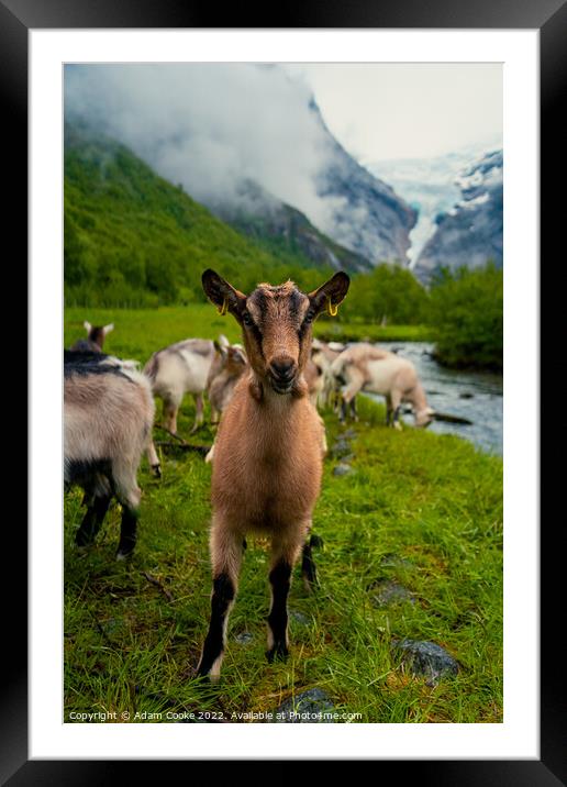 Say Goats Cheese! | Briksdalsbreen Glacier | Stryn | Olden | Norway Framed Mounted Print by Adam Cooke