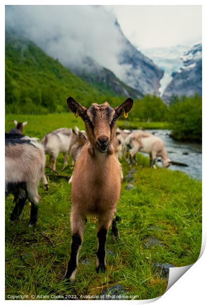 Say Goats Cheese! | Briksdalsbreen Glacier | Stryn | Olden | Norway Print by Adam Cooke