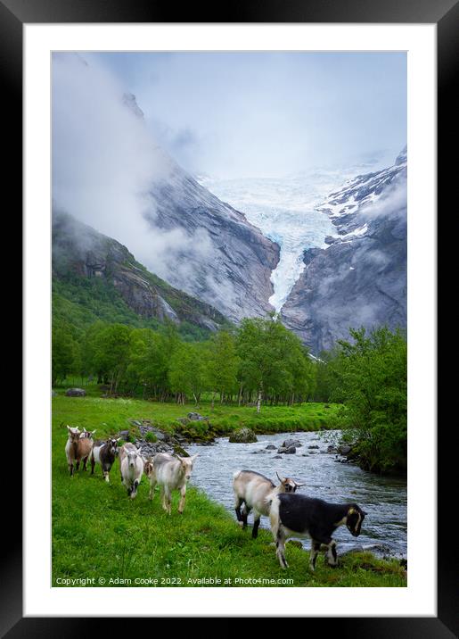 Goats | Briksdalsbreen Glacier | Stryn | Olden | Norway Framed Mounted Print by Adam Cooke
