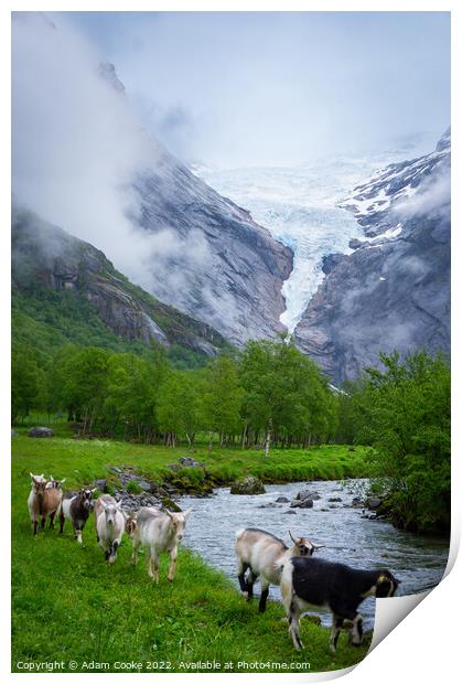 Goats | Briksdalsbreen Glacier | Stryn | Olden | Norway Print by Adam Cooke