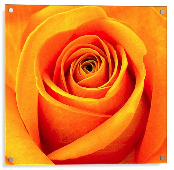 Orange Abstract Rose Acrylic by Louise Godwin
