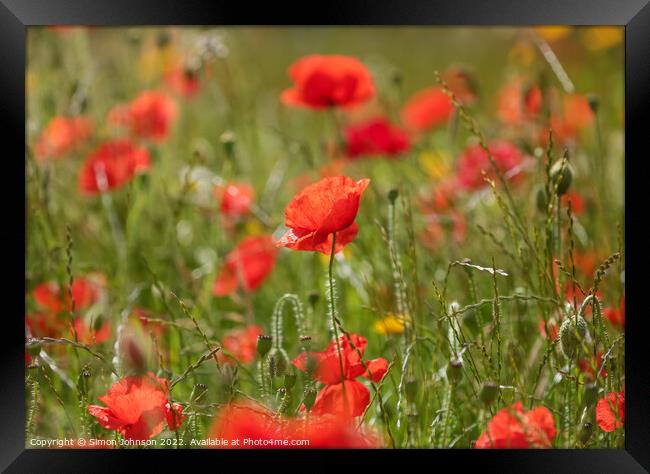 Sunlit poppy Framed Print by Simon Johnson