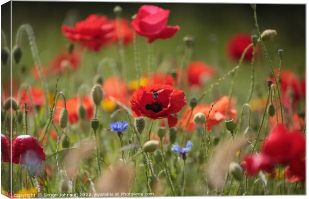 Poppy with bee Canvas Print by Simon Johnson