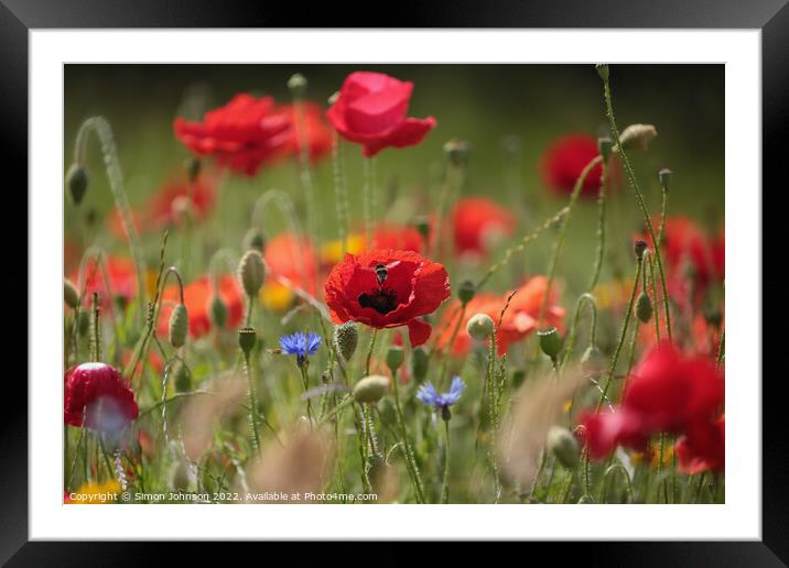 Poppy with bee Framed Mounted Print by Simon Johnson