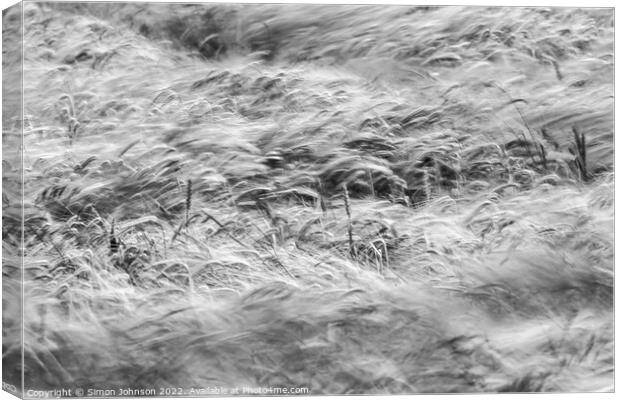 Wind blown wheat field  Canvas Print by Simon Johnson
