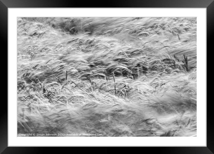 Wind blown wheat field  Framed Mounted Print by Simon Johnson