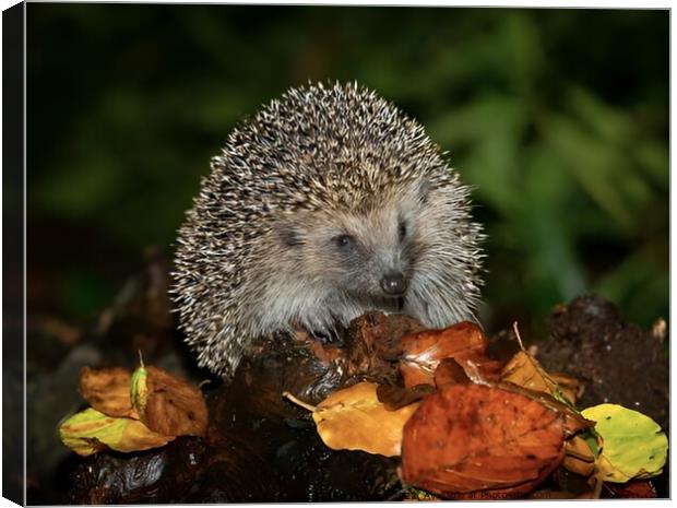Harry the hedgehog  Canvas Print by Tony Williams. Photography email tony-williams53@sky.com