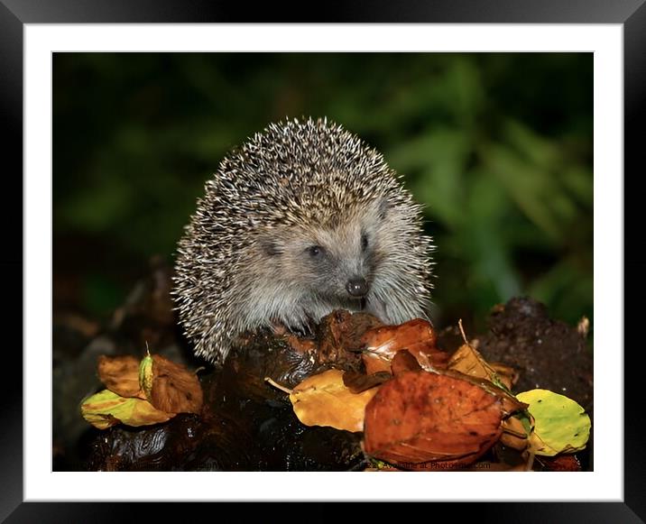 Harry the hedgehog  Framed Mounted Print by Tony Williams. Photography email tony-williams53@sky.com