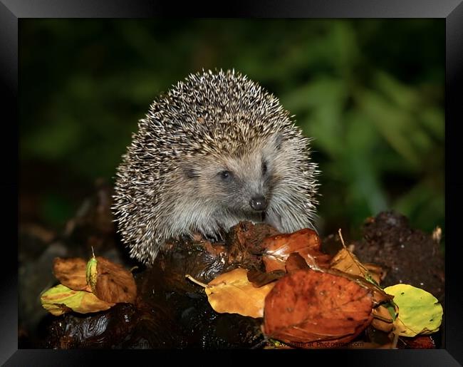 Harry the hedgehog  Framed Print by Tony Williams. Photography email tony-williams53@sky.com