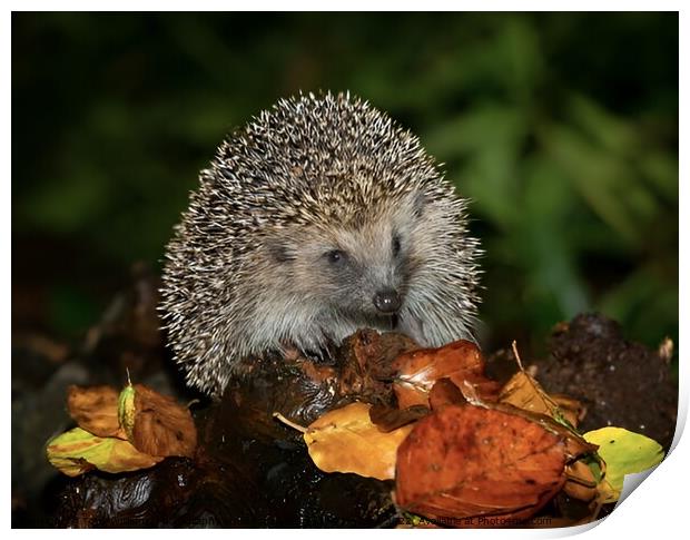 Harry the hedgehog  Print by Tony Williams. Photography email tony-williams53@sky.com