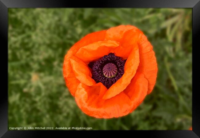 Closeup of an orange oriental Poppy flower Framed Print by John Mitchell