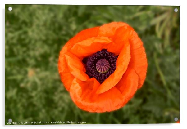 Closeup of an orange oriental Poppy flower Acrylic by John Mitchell