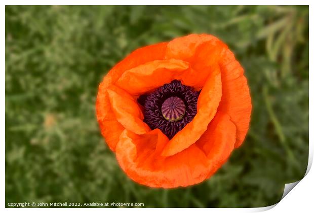 Closeup of an orange oriental Poppy flower Print by John Mitchell
