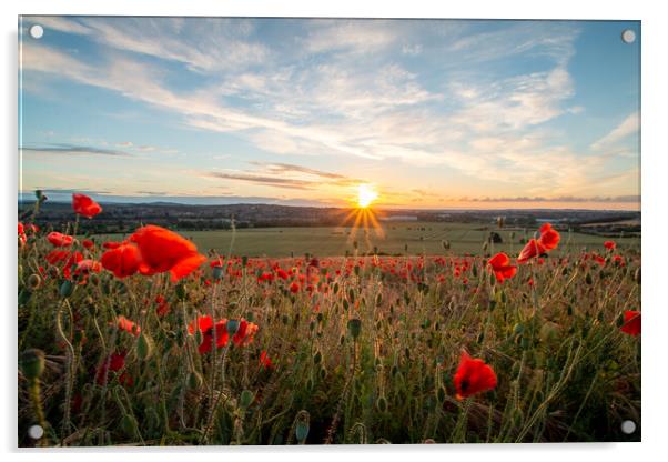Poppy Field Sunset Acrylic by J Biggadike