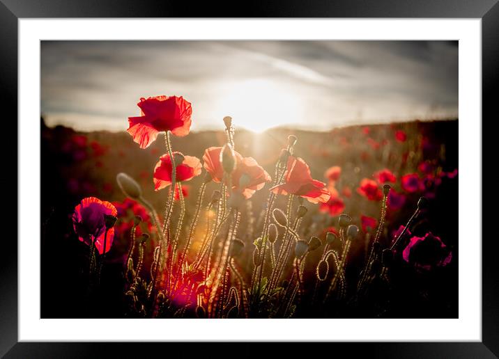 Poppy Sun Silhouette Framed Mounted Print by J Biggadike