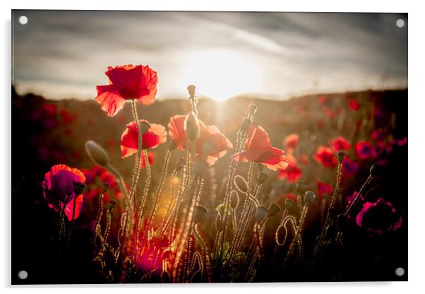Poppy Sun Silhouette Acrylic by J Biggadike