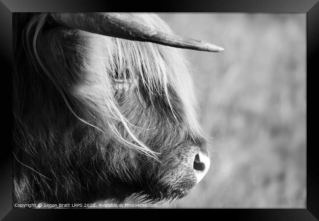 Highland cow face side view black and white Framed Print by Simon Bratt LRPS