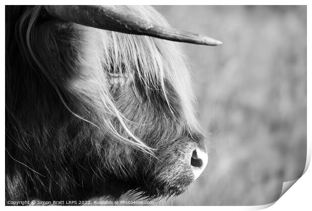 Highland cow face side view black and white Print by Simon Bratt LRPS