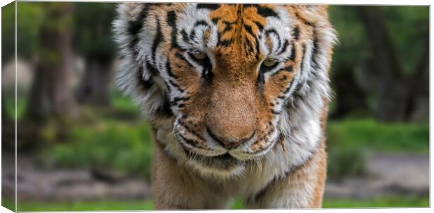 Siberian Tiger Close-Up Canvas Print by Arterra 