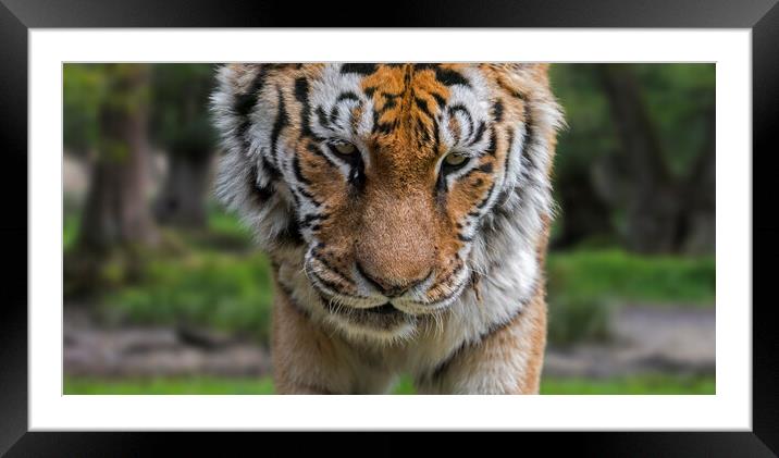 Siberian Tiger Close-Up Framed Mounted Print by Arterra 