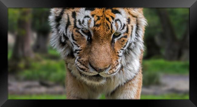 Siberian Tiger Close-Up Framed Print by Arterra 