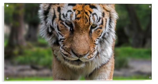 Siberian Tiger Close-Up Acrylic by Arterra 
