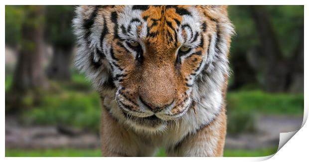 Siberian Tiger Close-Up Print by Arterra 