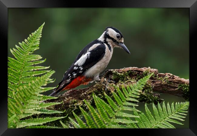 Great Spotted Woodpecker Framed Print by Arterra 