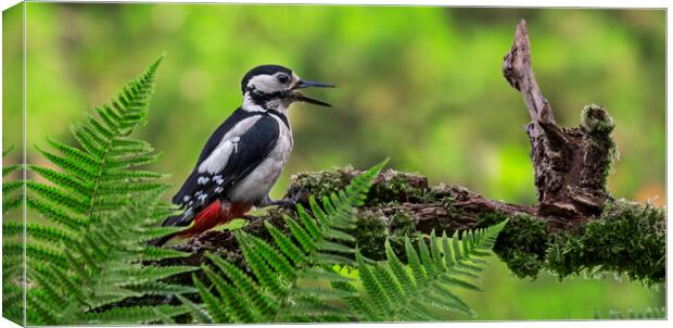 Great Spotted Woodpecker Calling Canvas Print by Arterra 