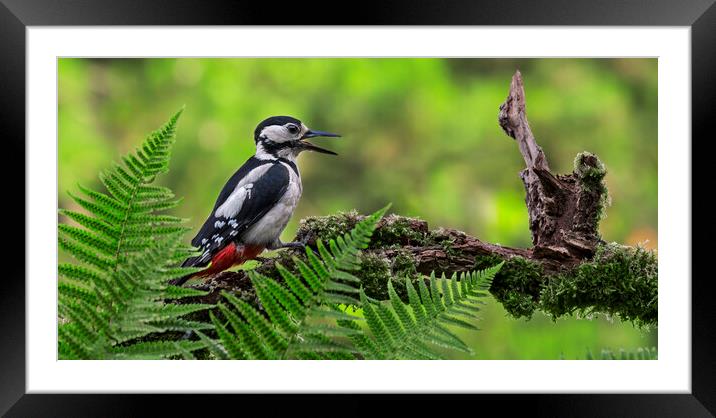 Great Spotted Woodpecker Calling Framed Mounted Print by Arterra 